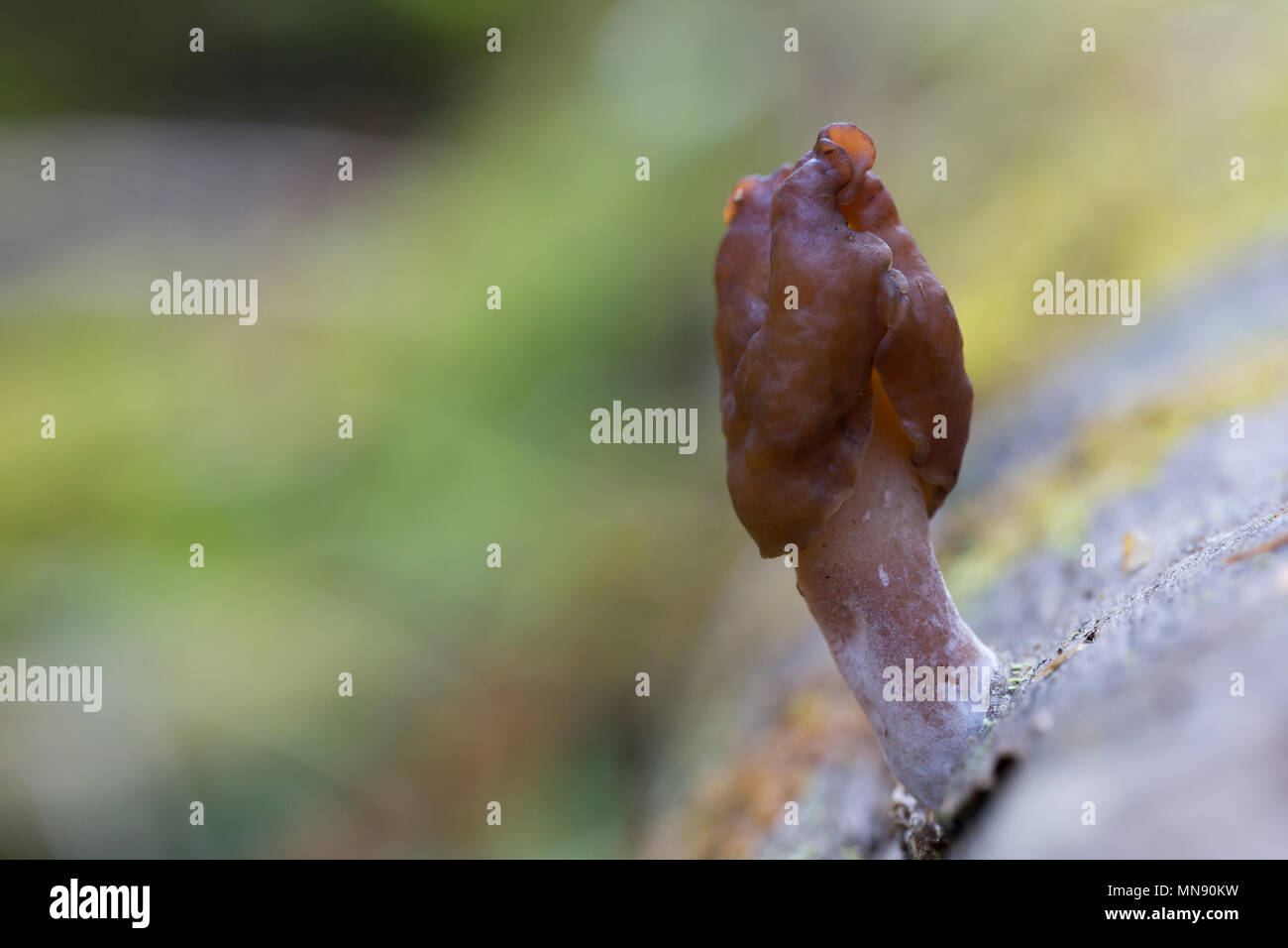 Sella foliatile Foto Stock