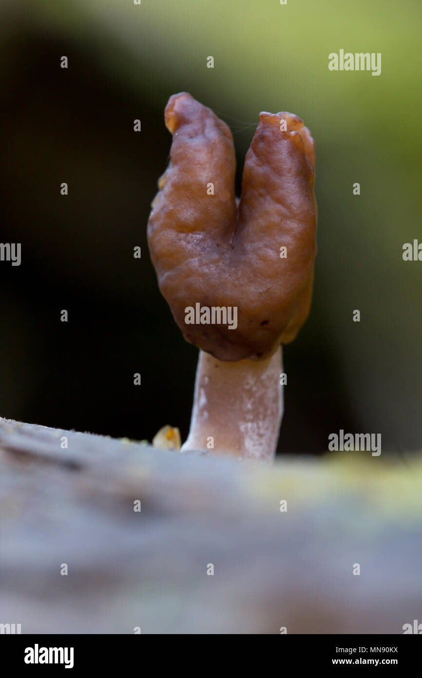 Sella foliatile Foto Stock