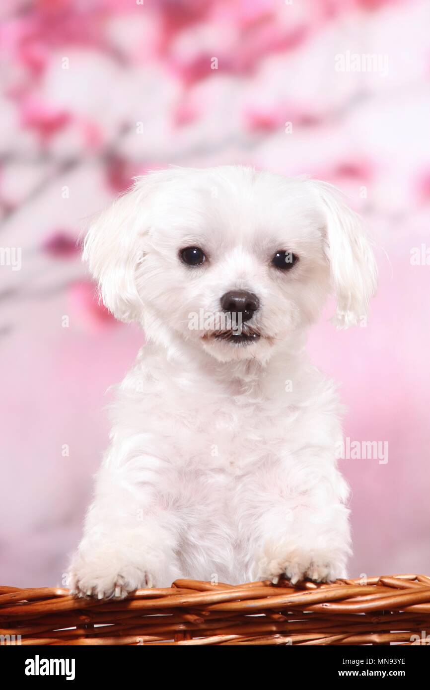 Maltese Foto Stock