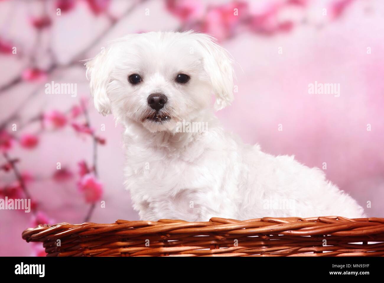 Ritratto di maltese Foto Stock