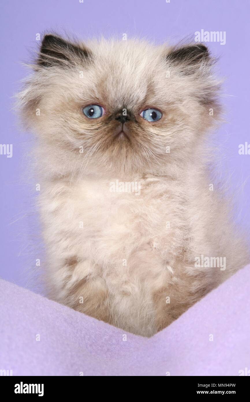 Perser Colorpoint gattino Foto Stock
