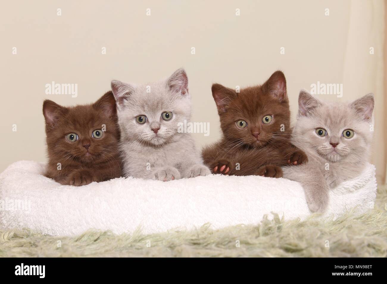 British Shorthair Kitten Foto Stock