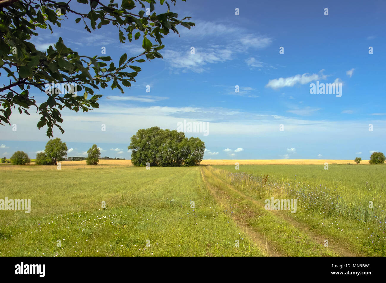 Bella e verde soleggiata paesaggio rurale con alberi e nuvole Foto Stock