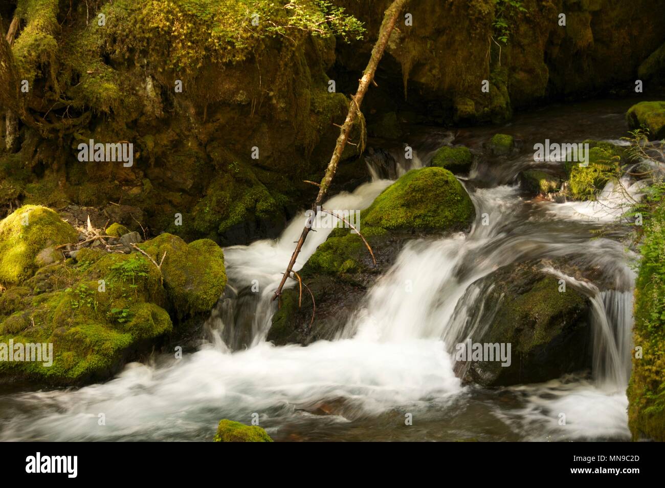 La cascata nel bosco Foto Stock