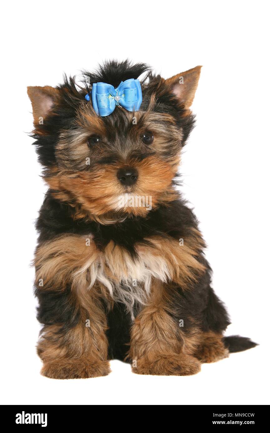 Yorkshire Terrier cucciolo Foto Stock