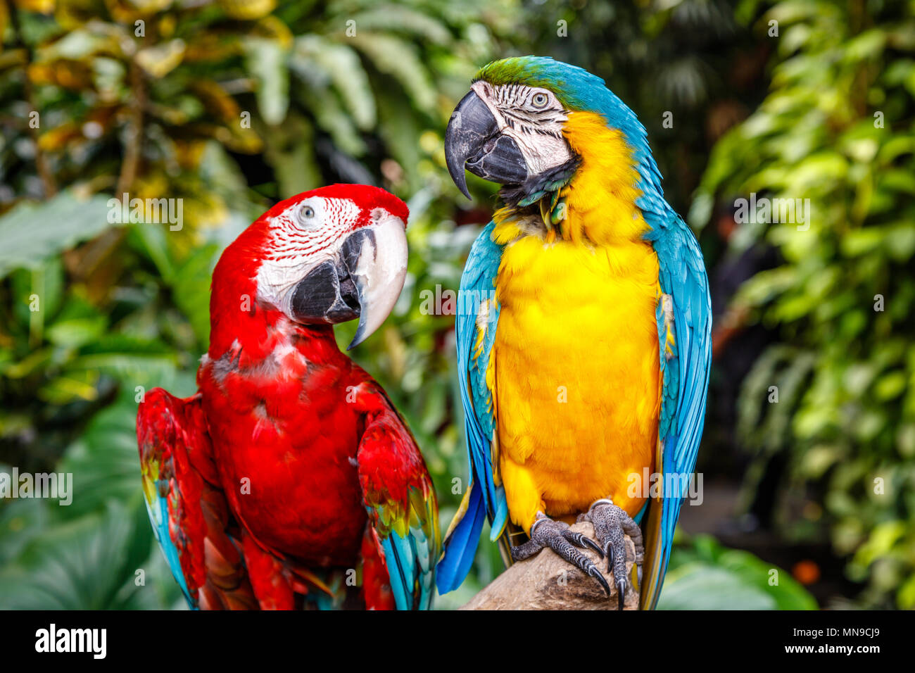 Rosso-verde macaw e blu-giallo macaw. Lo zoo di Bali. Indonesia. Foto Stock