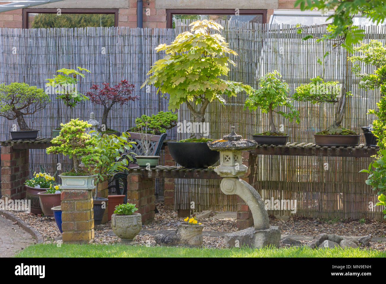 Bonsia visualizzare nella parte inferiore di un giardino nel Northamptonshire. U.K. Foto Stock