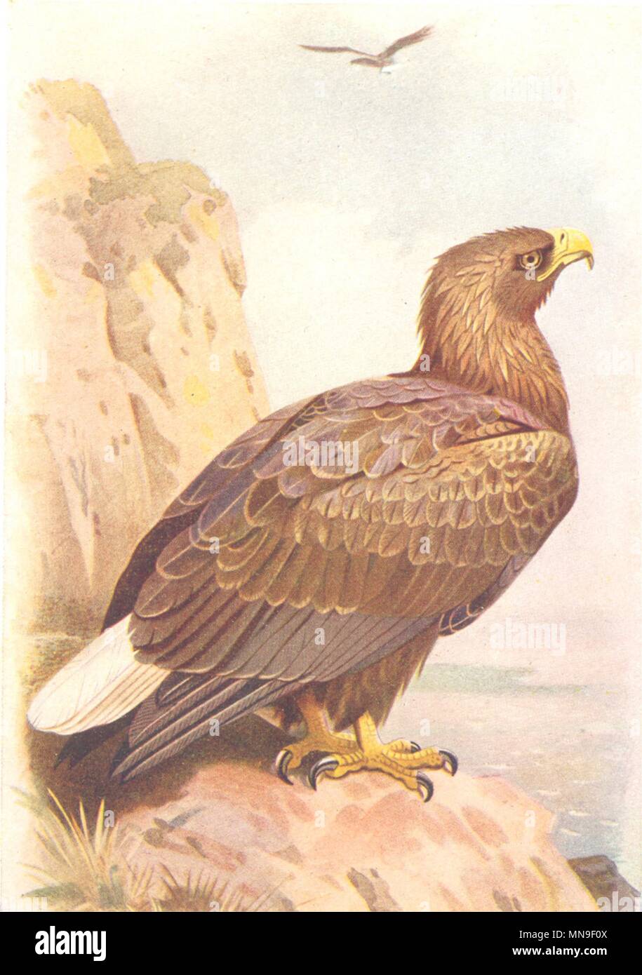 BRITISH uccelli. White Tailed Eagle (matura) . THORBURN 1925 old vintage print Foto Stock