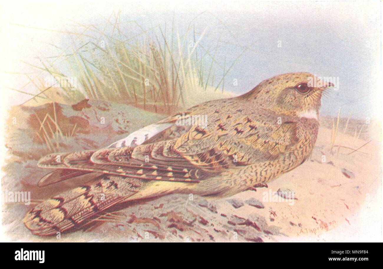 BRITISH uccelli. Nightjar egiziano. THORBURN 1925 annata vecchia immagine di stampa Foto Stock