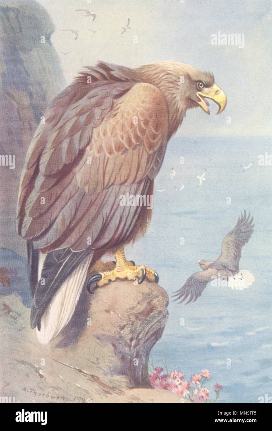 BRITISH uccelli. White-Tailed Eagle. THORBURN 1925 annata vecchia immagine di stampa Foto Stock