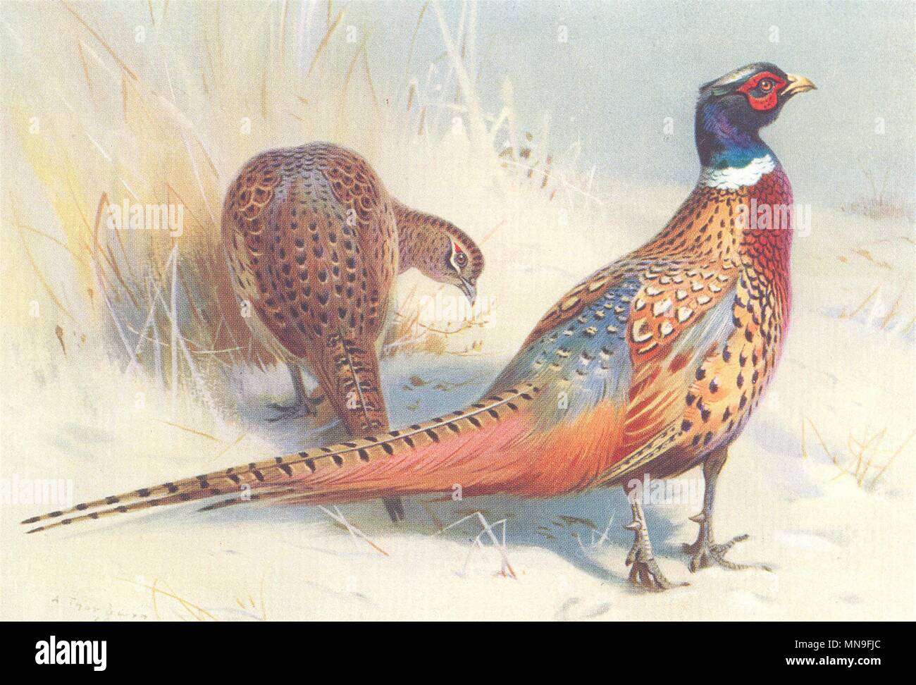 BRITISH uccelli. Ring-Necked cinese Fagiano. THORBURN 1926 old vintage print Foto Stock