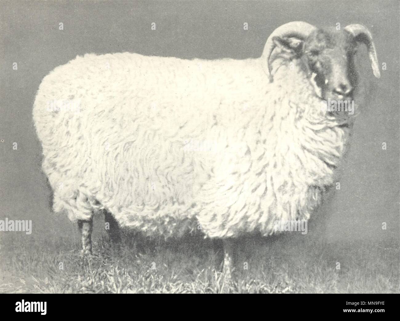 Pecore. Blackface pecora-'Principessa di Galles', primo premio, Perth, 1904 1912 stampare Foto Stock