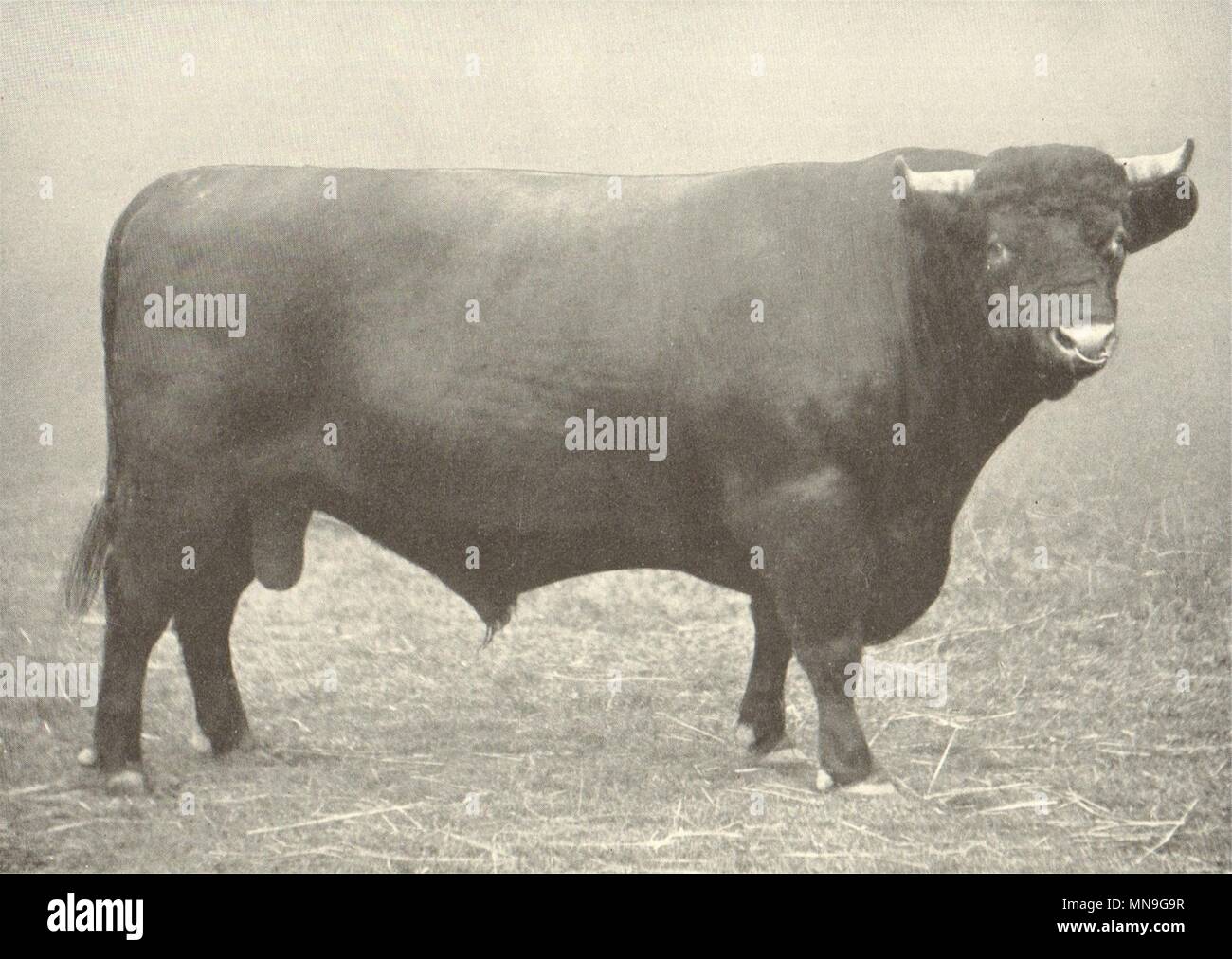LINCS RED BULL SHORTHORN. 'Scampton esilio' vincitore premio RASE mostra 1909 1912 Foto Stock