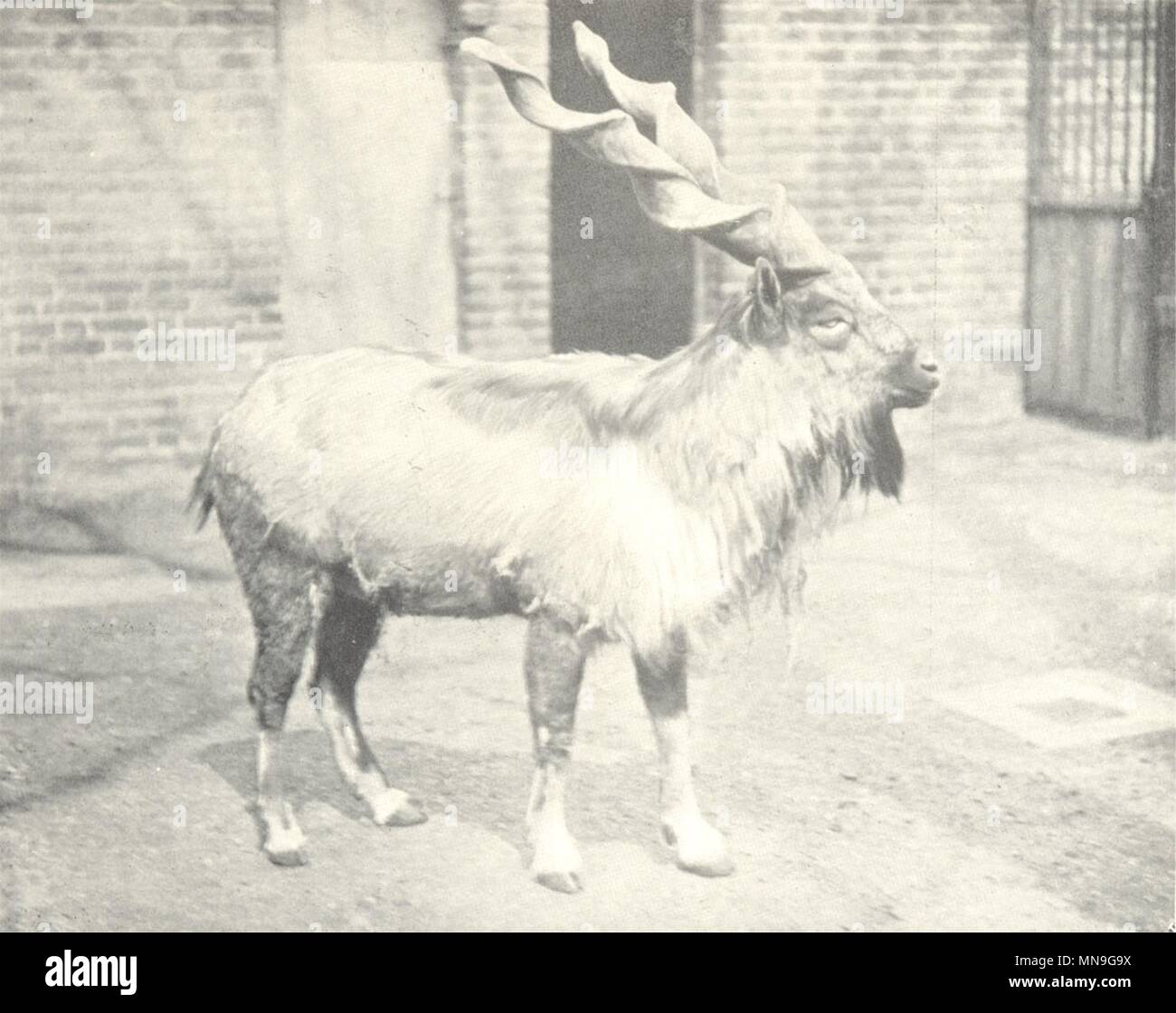 Capre. Markhor (Copra falconeri) con Succhiello-corna 1912 antica stampa Foto Stock