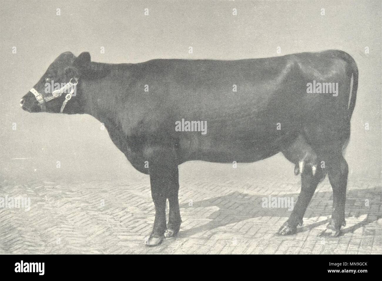 RED POLLED VACCA. "Acton riempire il secchio' RASE mostrano vincitore, 1910 1912 antica stampa Foto Stock