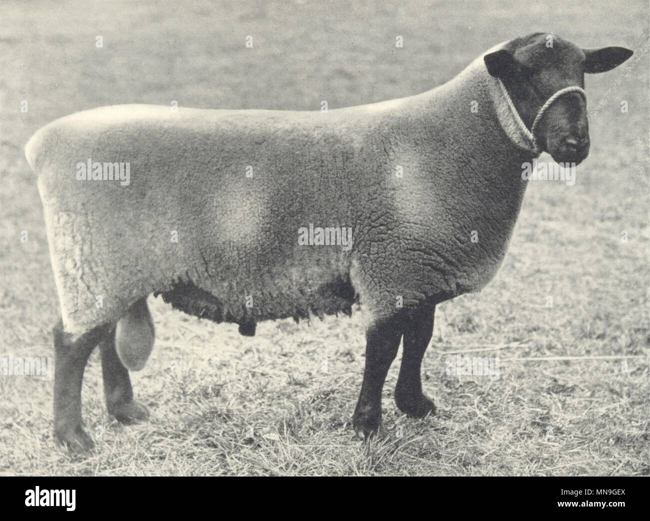 Pecore. Suffolk Shearling Ram prima a RASE. mostra, 1910 1912 antica stampa Foto Stock