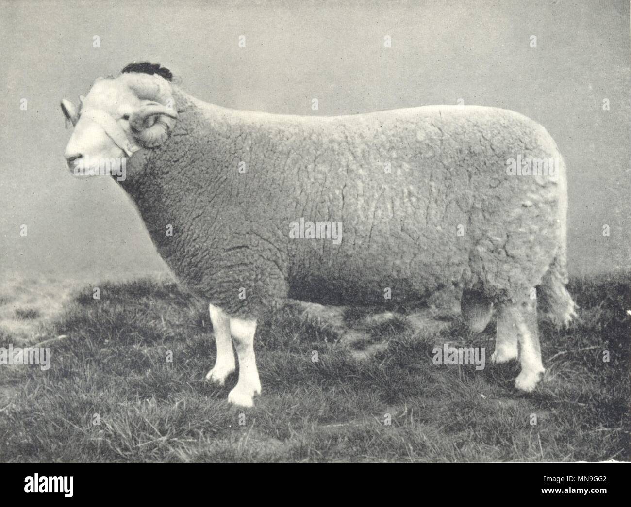 Pecore. Welsh Mountain Ram prima a RASE. mostra, 1910 1912 antica stampa Foto Stock