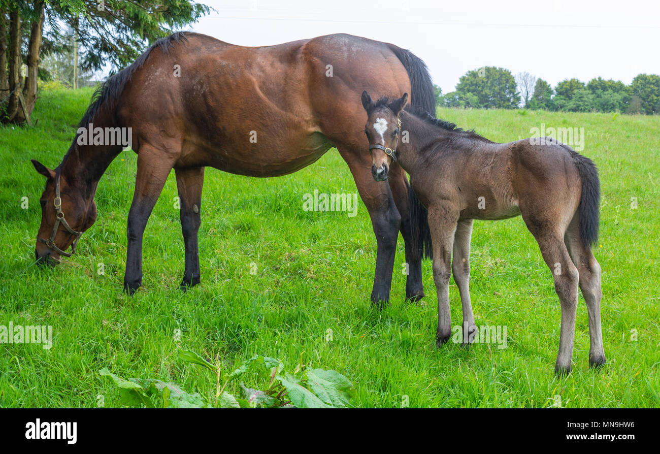 Equus caballus, cavallo di mare e giovane maschio pascolo di puledro in un campo su un soleggiato sera. Foto Stock