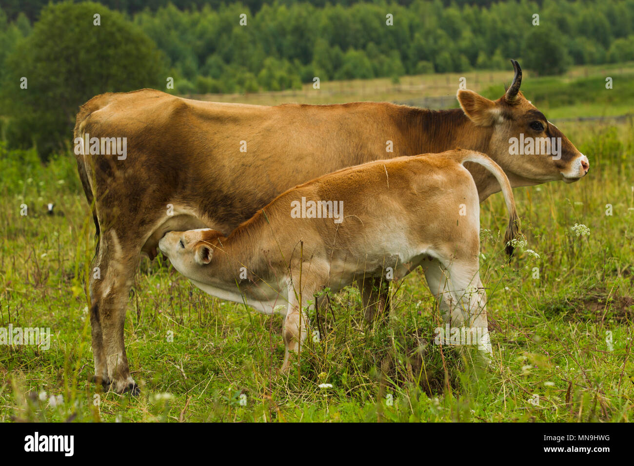 Vacche con vitelli su pascolo giorno d'estate. Foto Stock