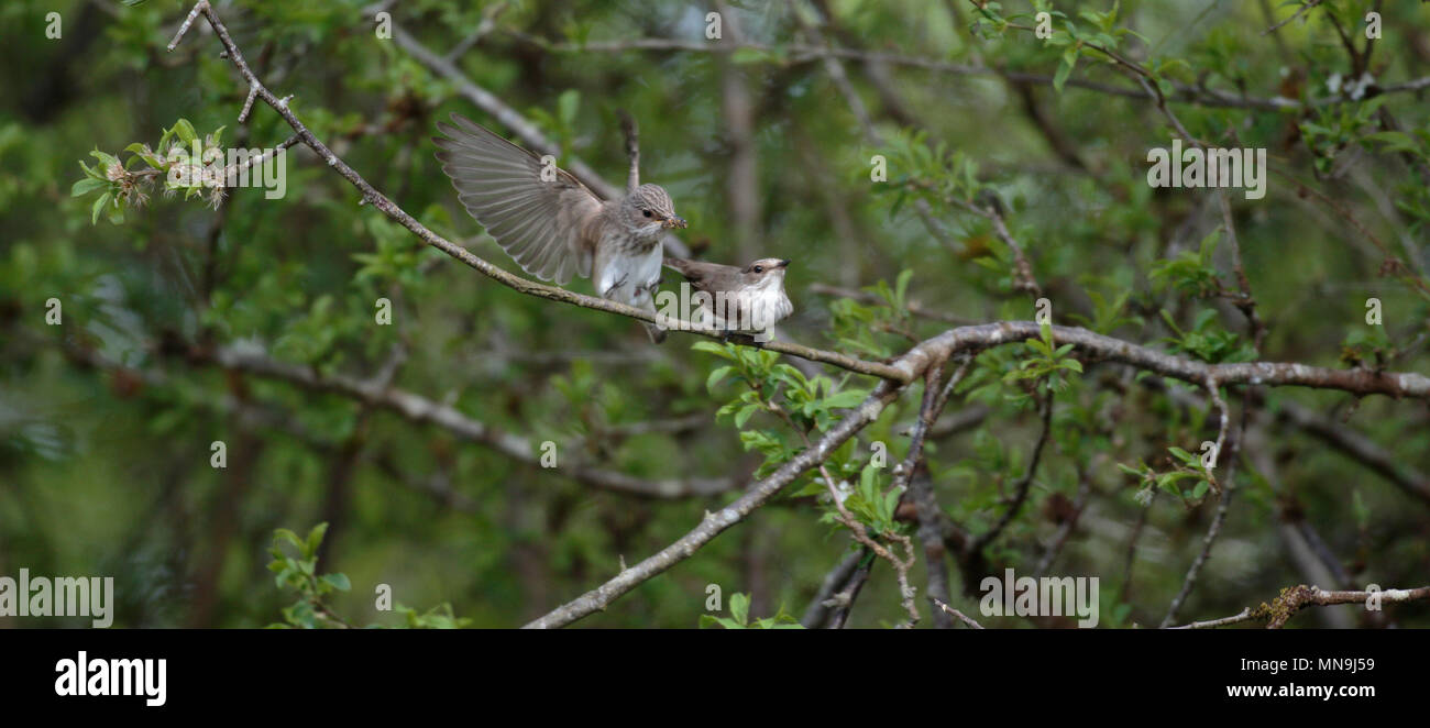 Spotted Flycatchers coppia incollaggio Foto Stock