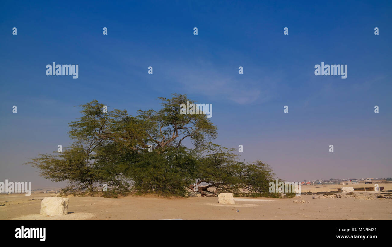 Il leggendario Albero della vita nel deserto del Bahrain Foto Stock