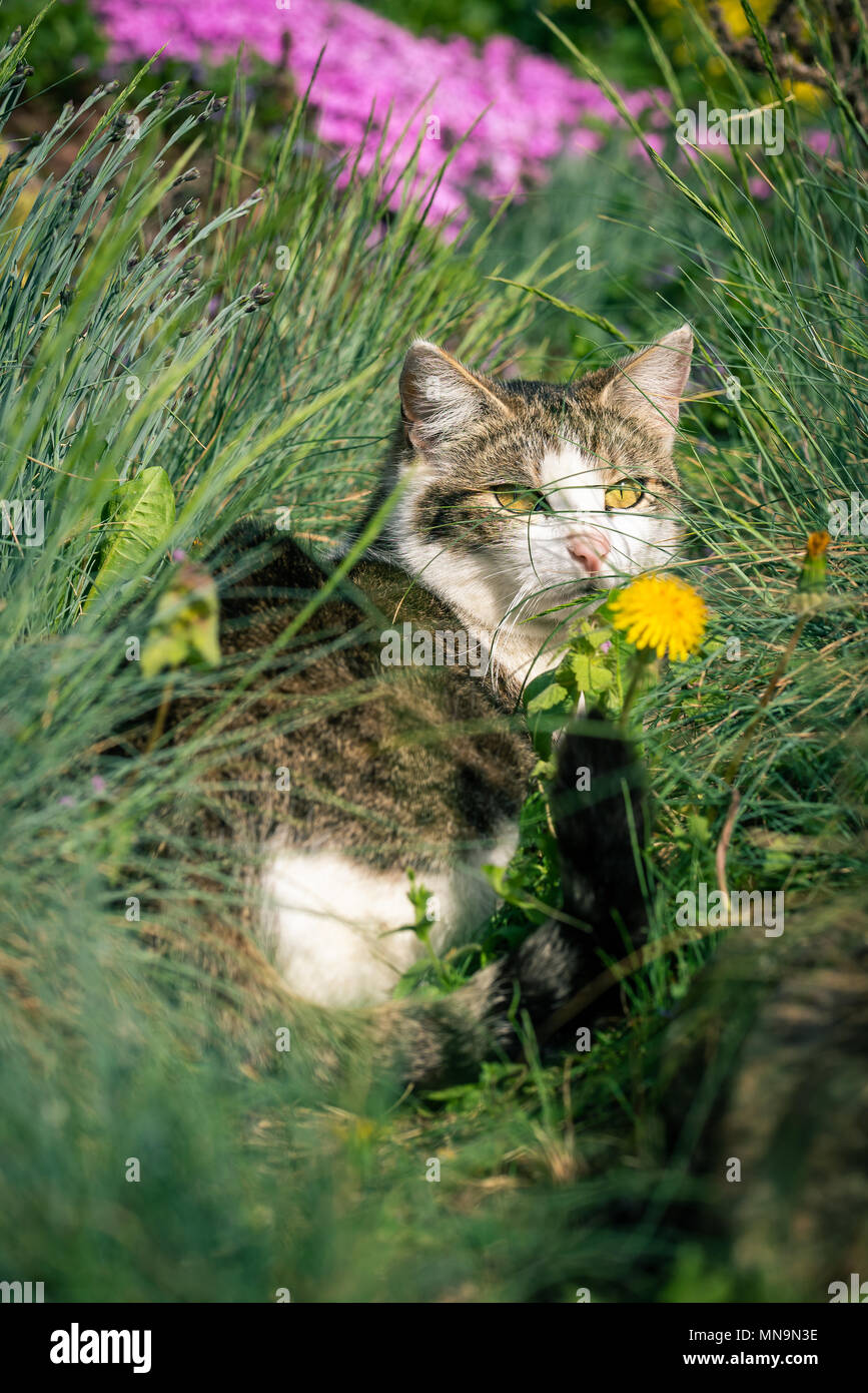 Foto verticale di gatto adulto. Animale è nascosto tra diversi fiori di rosa e di colore giallo e di qualche tipo di erba verde. Cat ha una bella faccia bianca wi Foto Stock