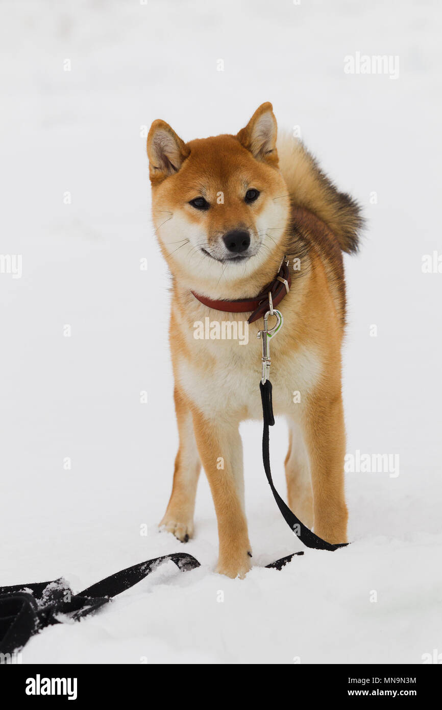 Giapponese di razza del cane Shiba Inu sulla neve in inverno sfondo giorno nuvoloso, luce naturale Foto Stock