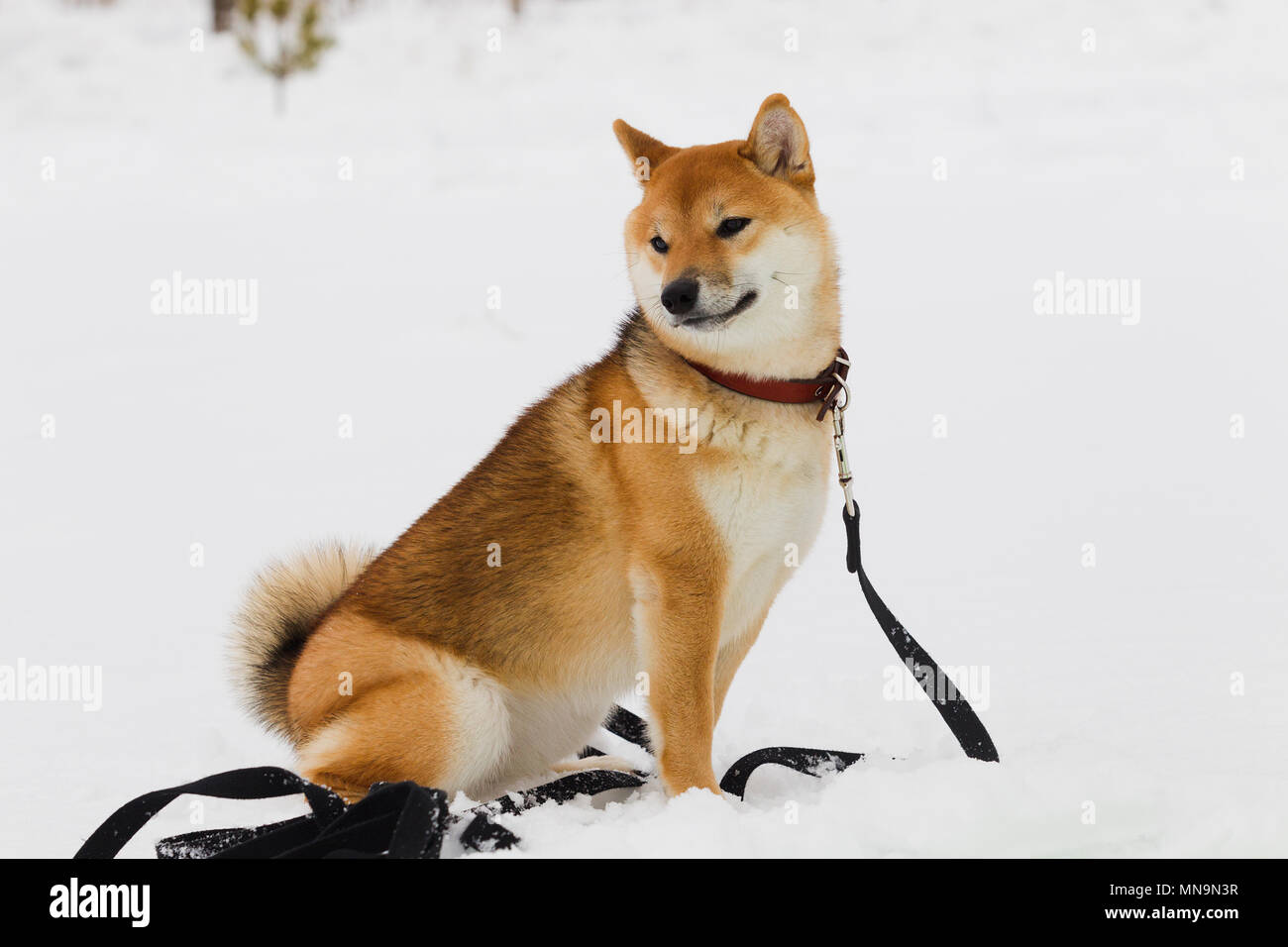 Giapponese di razza del cane Shiba Inu sulla neve in inverno sfondo giorno nuvoloso, luce naturale Foto Stock