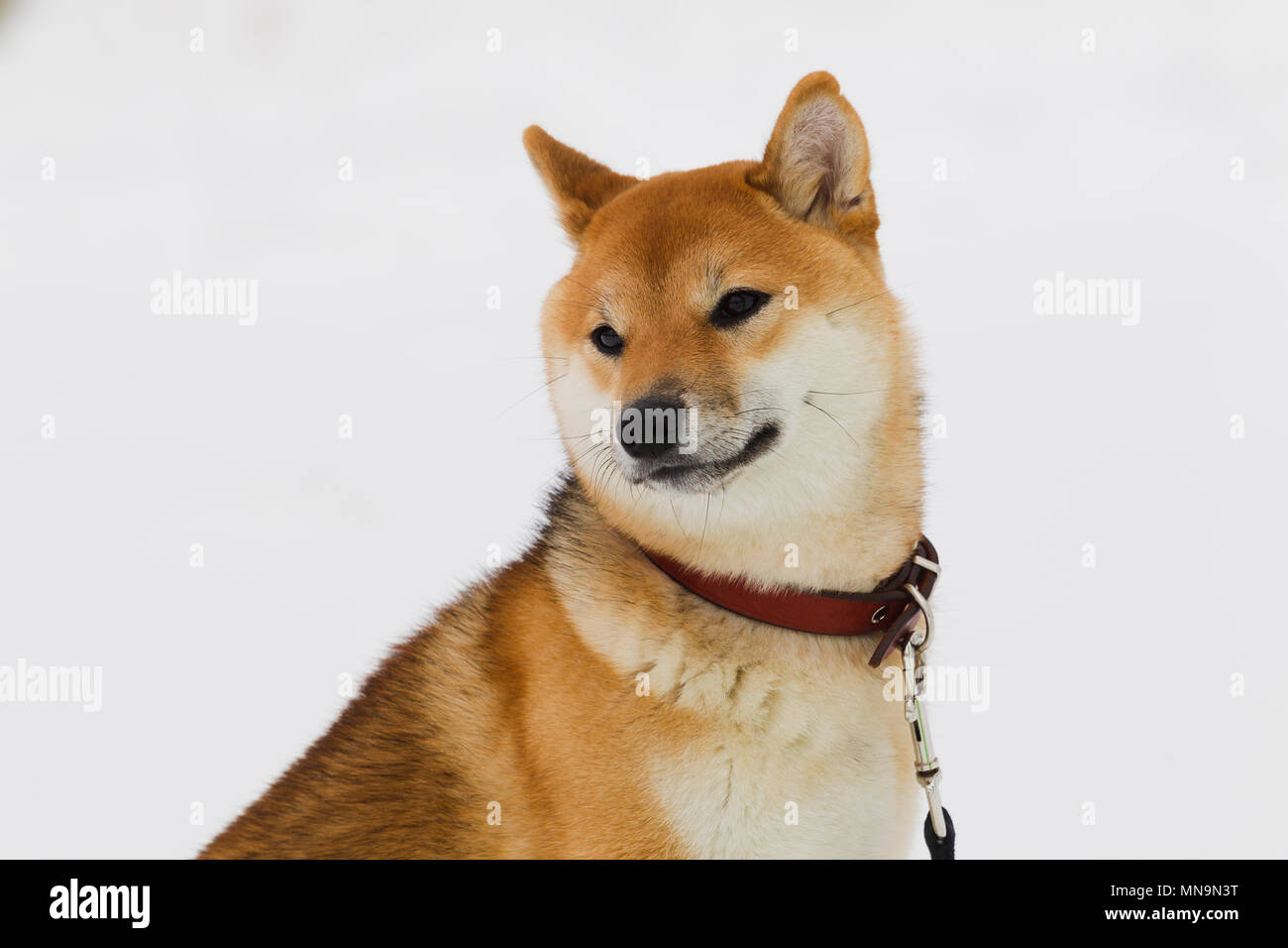 Giapponese di razza del cane Shiba Inu sulla neve in inverno sfondo giorno nuvoloso, luce naturale Foto Stock