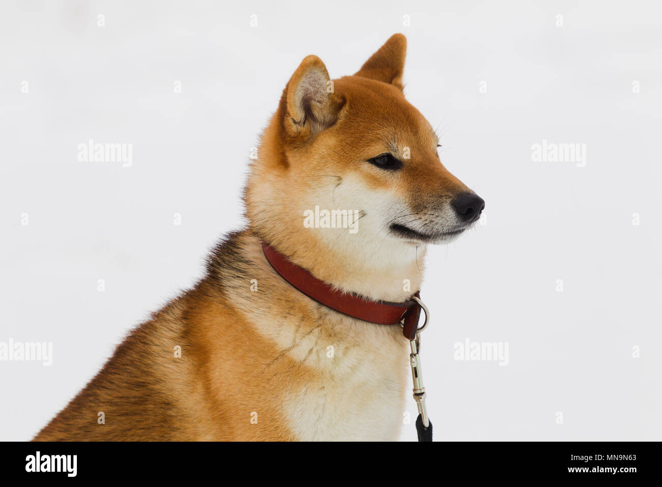 Giapponese di razza del cane Shiba Inu sulla neve in inverno sfondo giorno nuvoloso, luce naturale Foto Stock