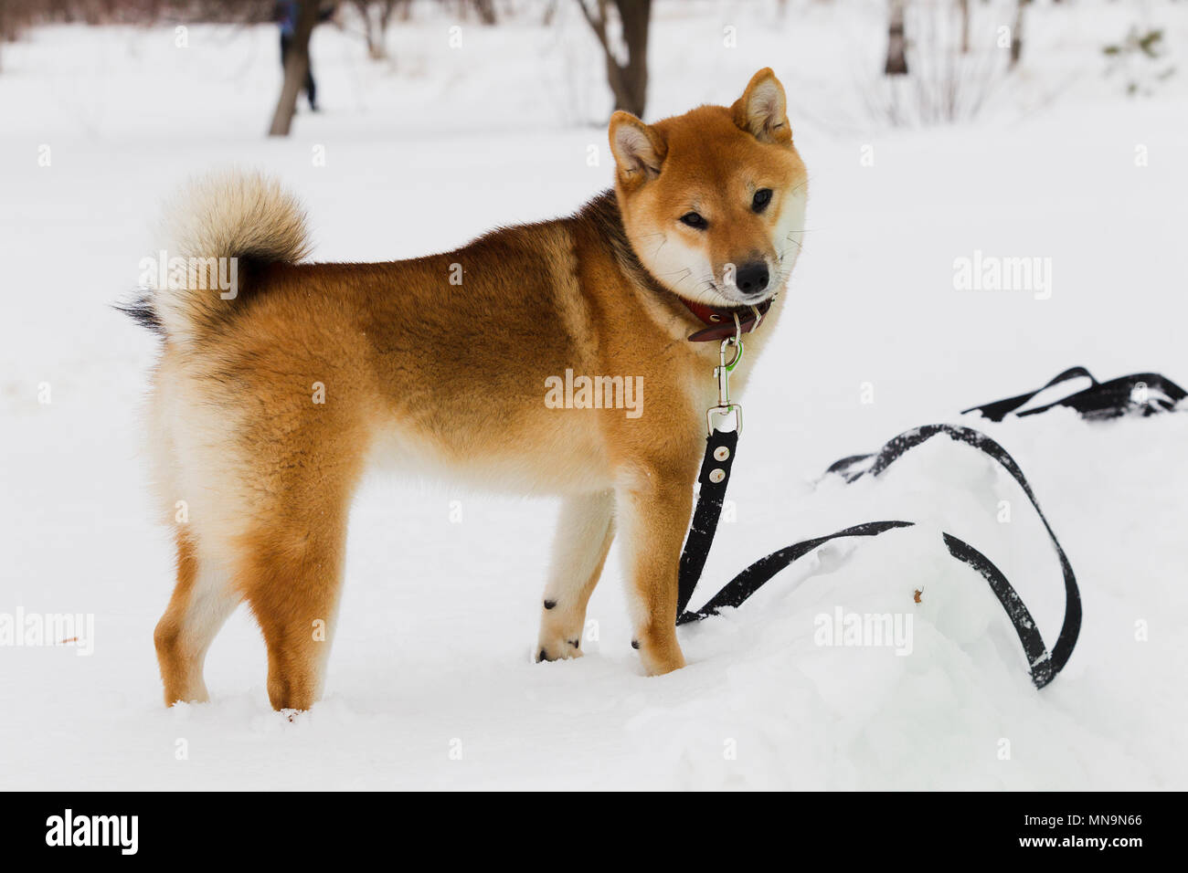 Giapponese di razza del cane Shiba Inu sulla neve in inverno sfondo giorno nuvoloso, luce naturale Foto Stock