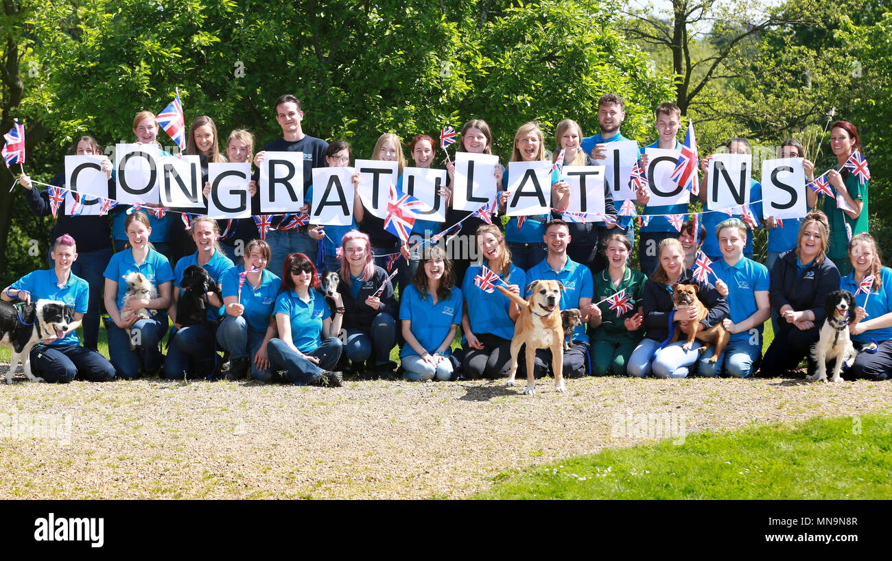 Solo uso editoriale Battersea cani &AMP; gatti Home personale e cani dalla carità del vecchio centro di Windsor prendere parte in una strada party per celebrare il prossimo royal wedding. Foto Stock