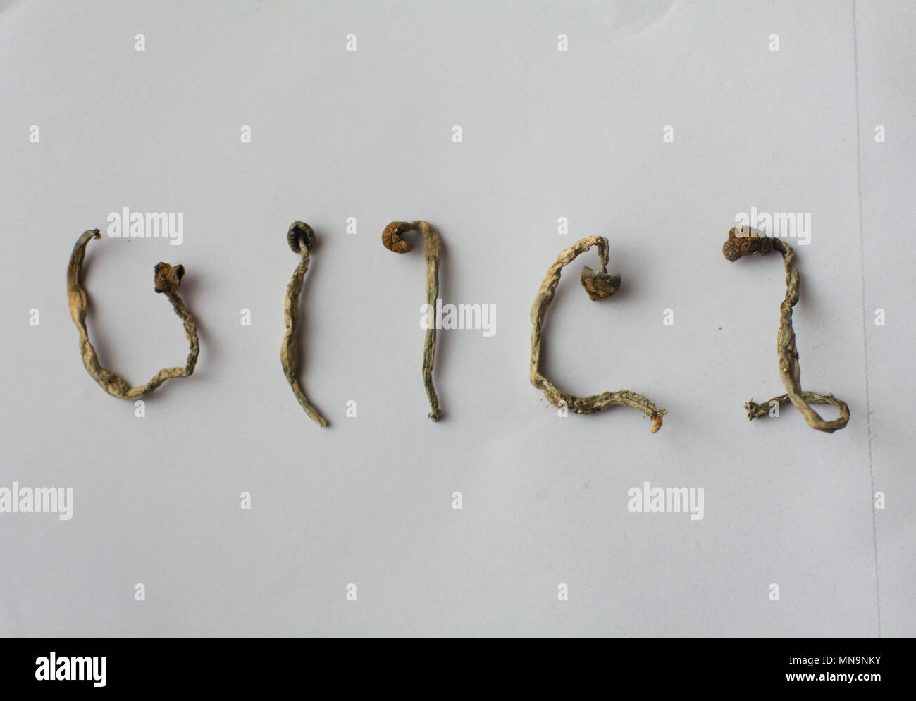 Allucinogeni funghi magici psilocybe semilanceata Foto Stock