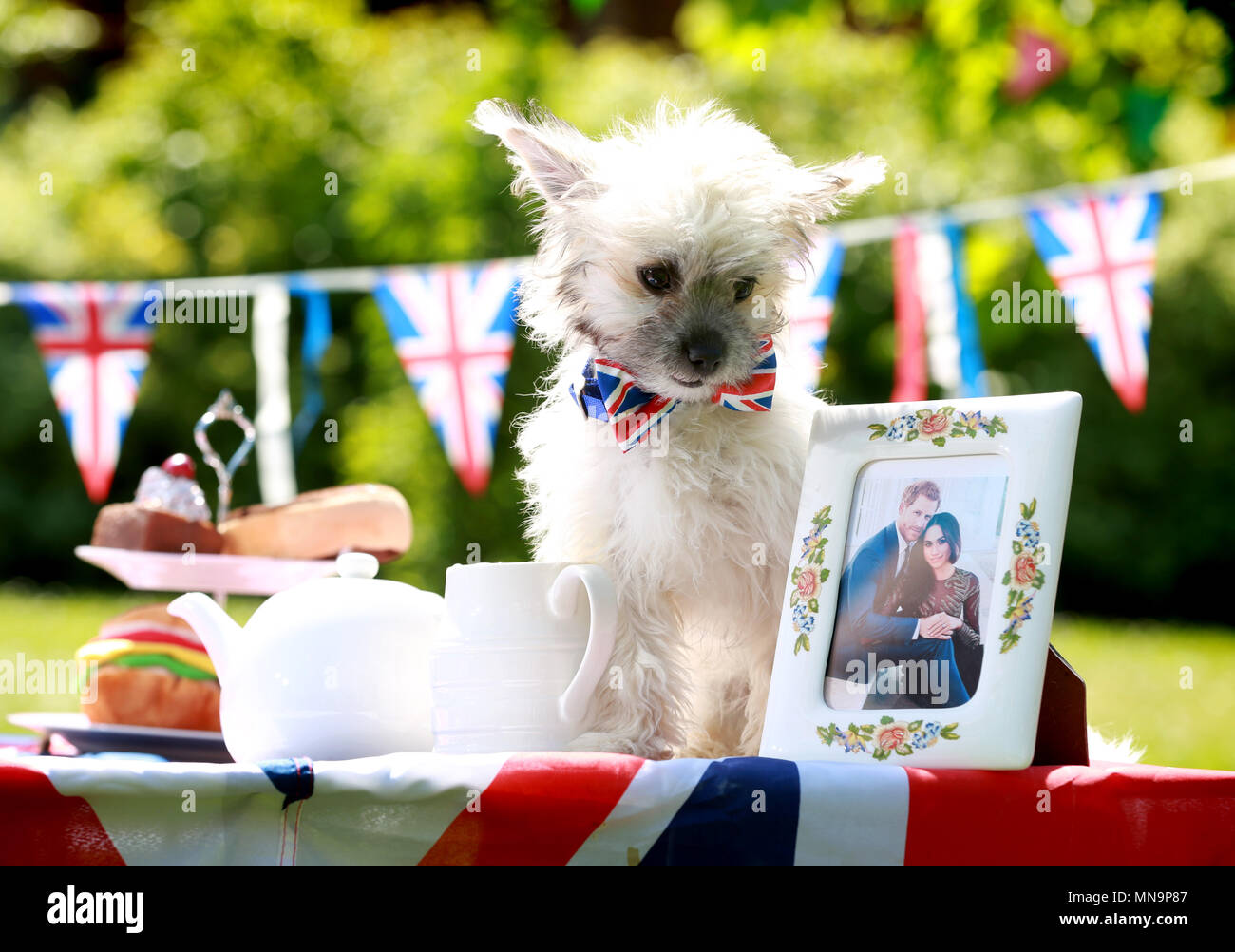 Solo uso editoriale Olive (Bichon Frise croce) come personale di Battersea cani e tenere una parte di strada alla carità del vecchio centro di Windsor per celebrare per celebrare il prossimo Royal Wedding, Martedì 15 Maggio, 2018. Nota dell'editore: Questa foto può essere utilizzata solo per editoriale fini di reporting per la contemporanea illustrazione degli eventi, cose o persone nell'immagine o fatti citati nella didascalia. Il riutilizzo delle immagini può richiedere ulteriori autorizzazioni. Foto Stock