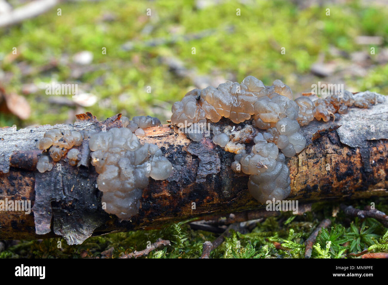 Exidia glandulosa jelly fungo, noto come streghe nero' BURRO, nero jelly roll, o presenta verrucosa jelly fungo Foto Stock