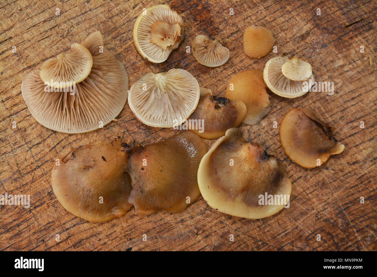 Crepidotus applanatus fungo su legno, piatta o oysterling crep piatta Foto Stock