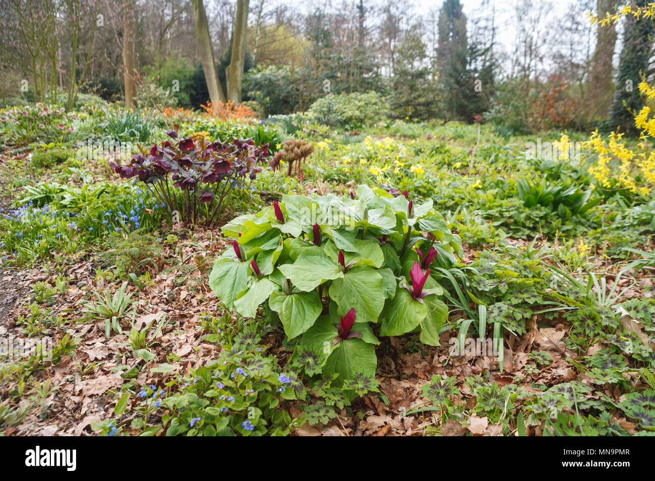 Trillium erectum (rosso trillium) e viola hellebores crescita e fioritura in primavera di boschi in Beth Chatto's garden a Colchester, Essex Foto Stock