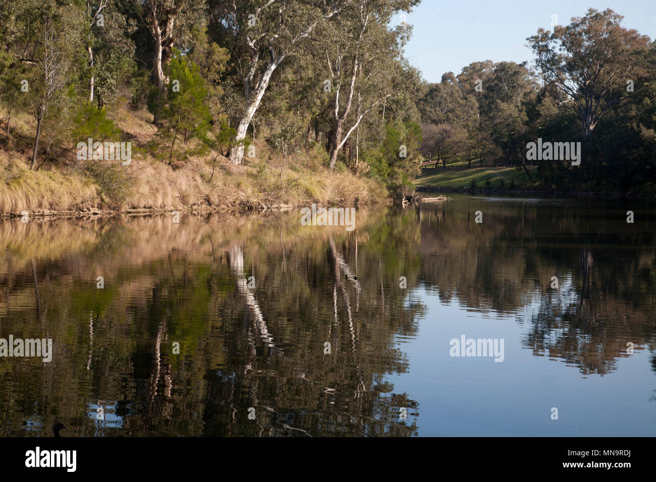 Parramatta fiume paramatta park parramatta sydney New South Wales AUSTRALIA Foto Stock