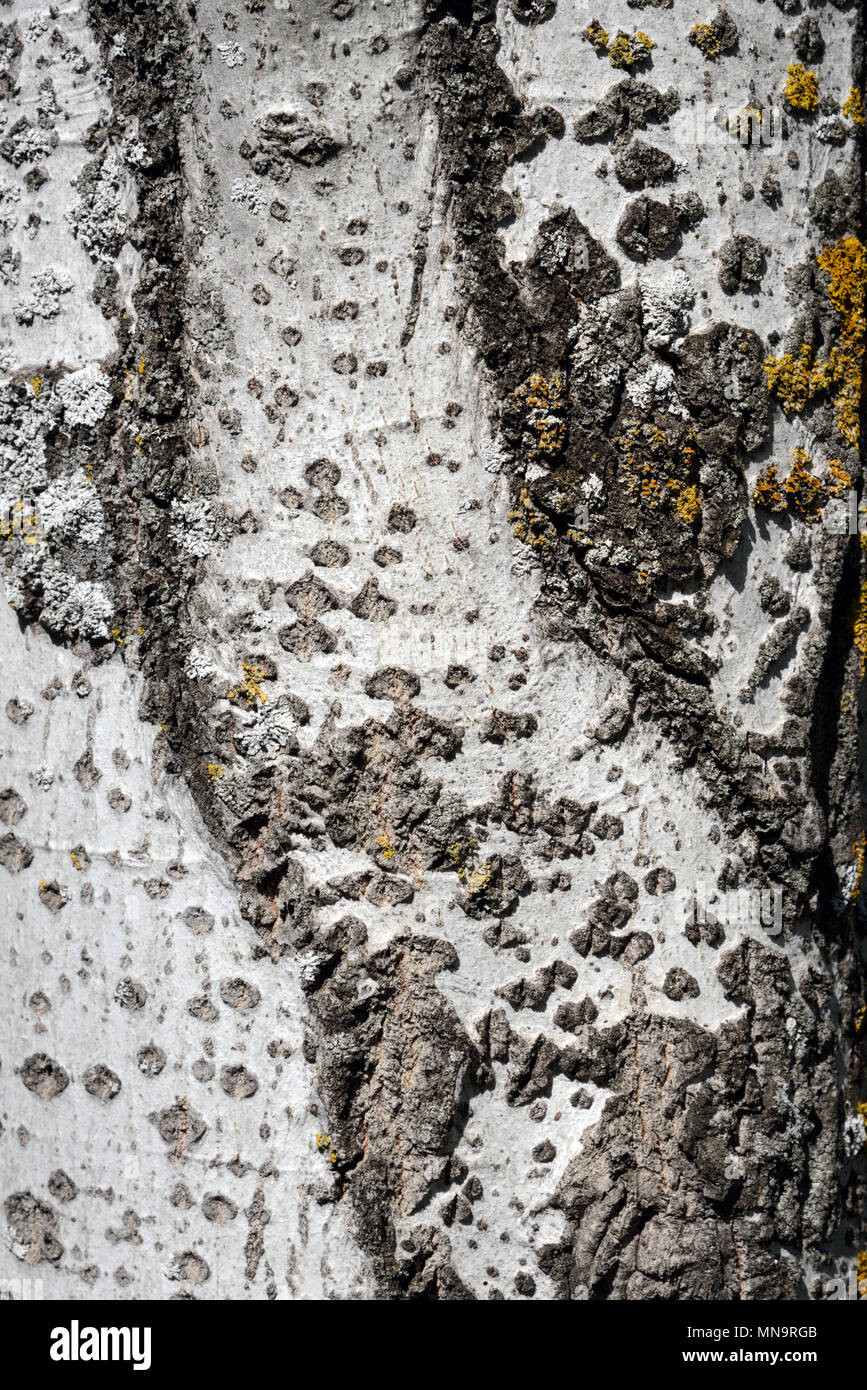 Modello di corteccia di betulla dell'Etna (Betula pendula) aka presenta verrucosa Betulla, bianco europeo di betulla o est asiatico di betulla bianco Foto Stock