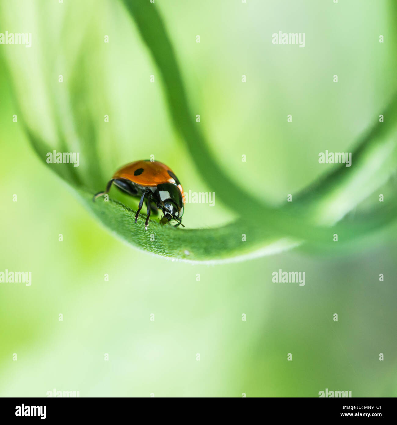 Una macro shot di sette spotted ladybird seduto su una foglia verde. Foto Stock