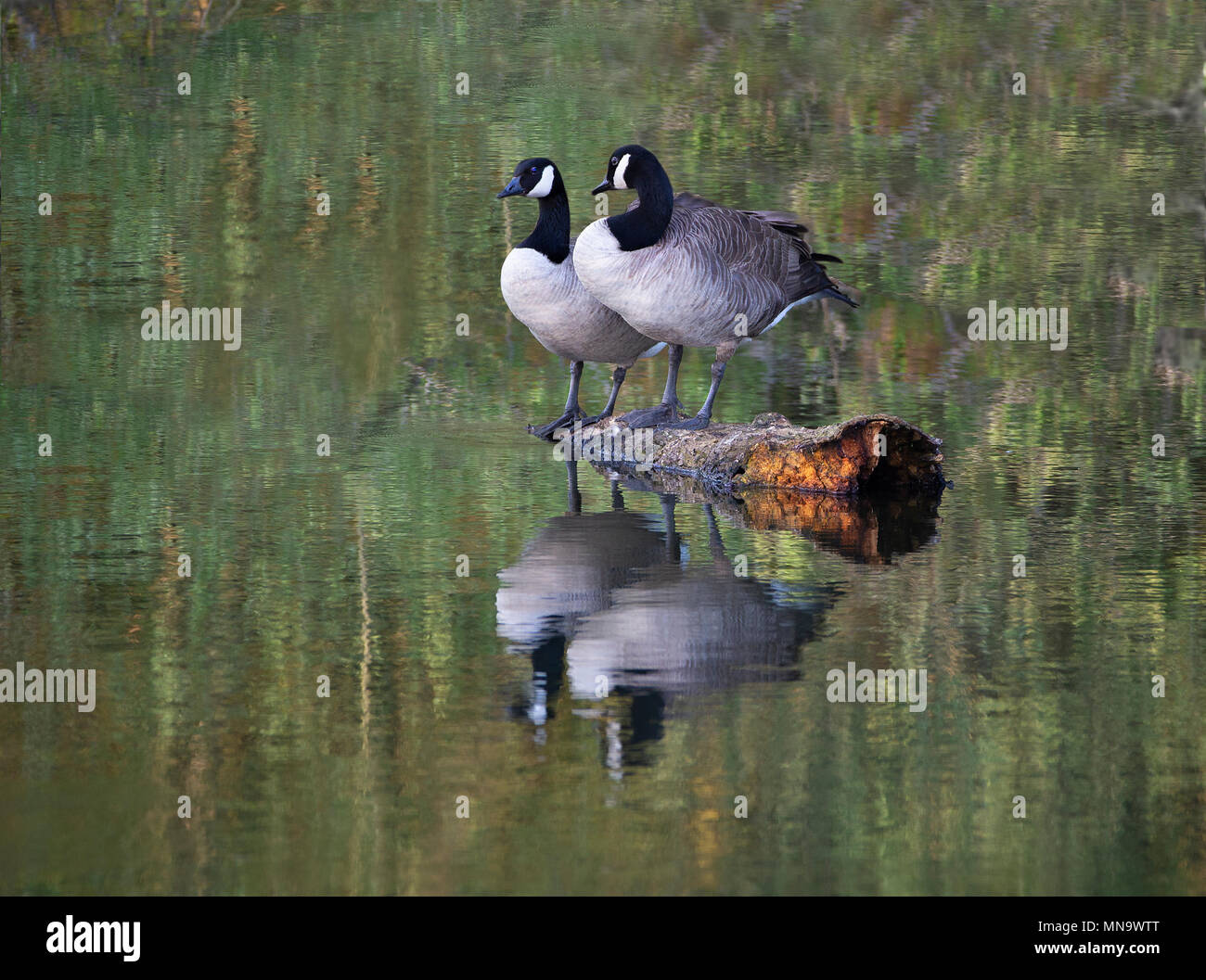 Una coppia di oche canadesi (Branta canadensis) seduto su un registro su un lago con riflessioni. Bodenham laghi, Herefordshire. Foto Stock