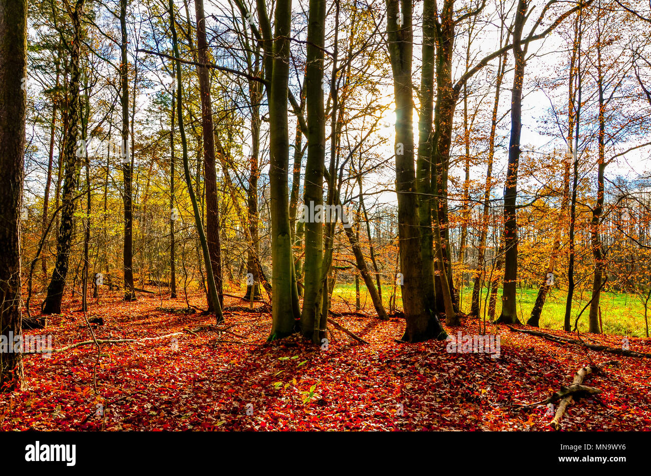 Un parco di luminosi colori autunnali, rosso, oro, giallo, marrone Foto Stock