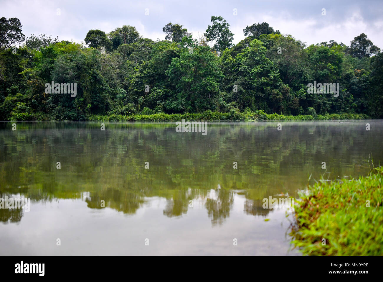 La foresta pluviale di riflessioni sul lago Foto Stock