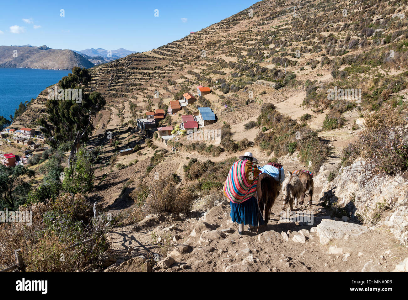 Donna indigena con un pacco e asini sul pendio terrazzato di Isla del Sol in Bolivia Foto Stock