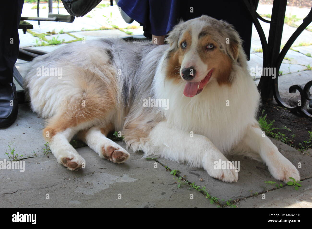 Estremamente raro b!UE-eyed pastore australiano cane, 'aussie', colpisce un fotogenico pongono. Foto Stock