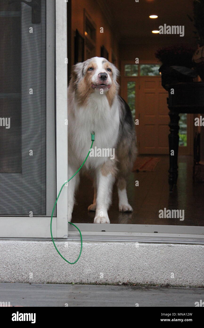 Estremamente raro b!UE-eyed pastore australiano cane, 'aussie', colpisce un fotogenico pongono. Foto Stock