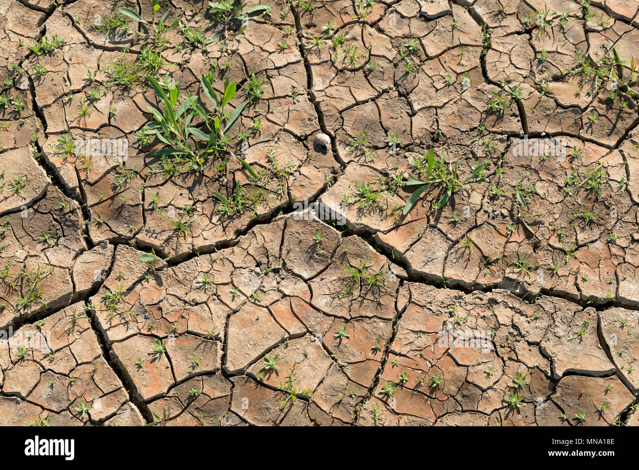 Il terreno asciutto vicino a Klein Bollhagen, Meclemburgo-Pomerania Occidentale, Germania Foto Stock