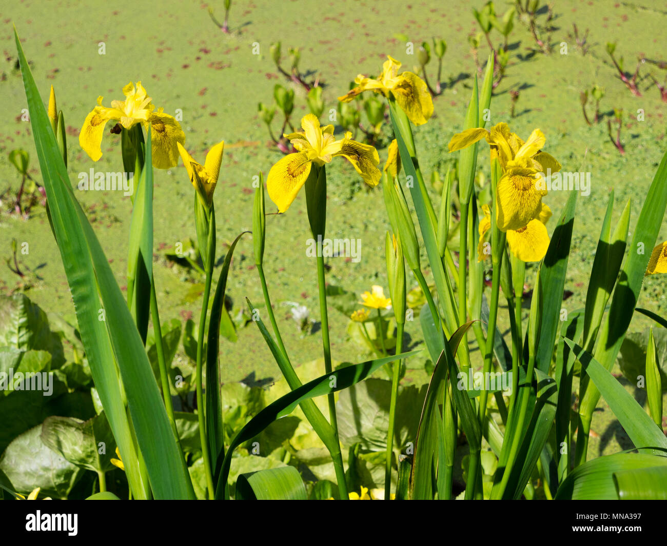 Scuro giallo reticolare caduta del modulo selezionato dell'estate precoce fioritura bandiera iris, Iris pseudacorus 'Roy Davidson' Foto Stock