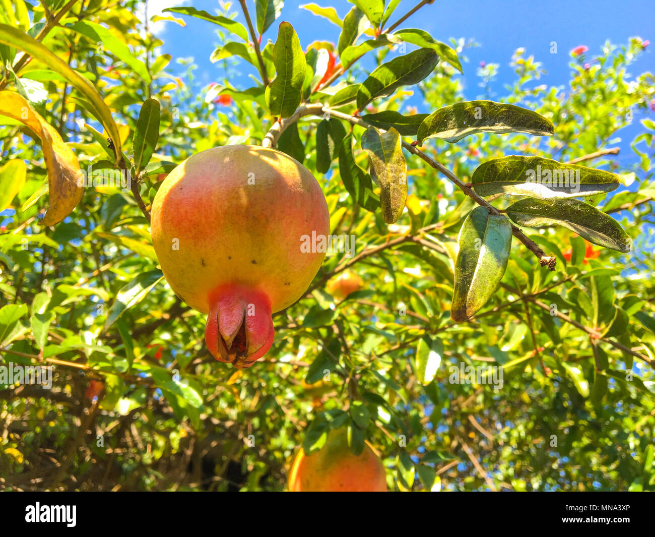Melograno con fiore - sano e gustoso frutto Foto Stock