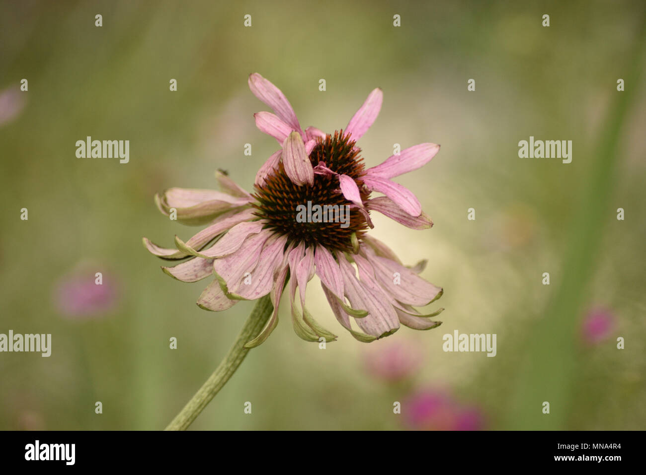 Fiore Foto Stock